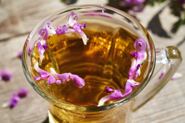 قیمت گل گاو زبان
